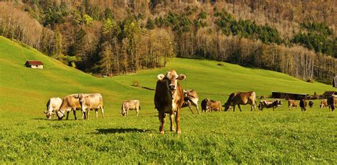 Что такое сельский агротуризм и где его найти: лучшие направления для отдыха