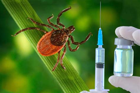 Как эффективно защититься от клещевого энцефалита в сезон опасности