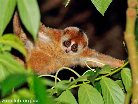 Редкий медленный лори нашёл спасение в центре дикой природы Хоанг Лиен