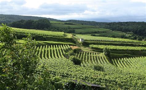 Винный туризм в Краснодарском крае: лучшие винодельни для поездки